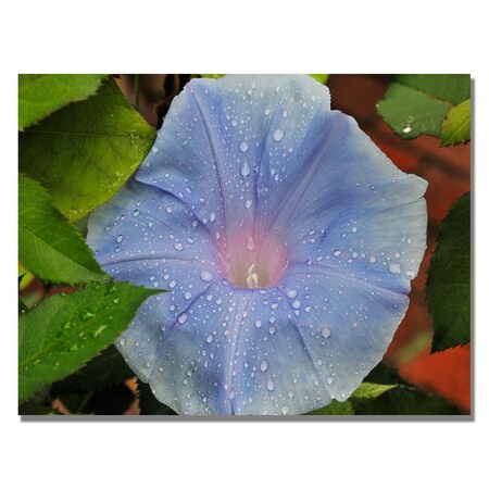 Trademark Fine Art Kurt Shaffer 'Morning Glory Rain Drops' Canvas Art, 22x32 KS446-C2232GG